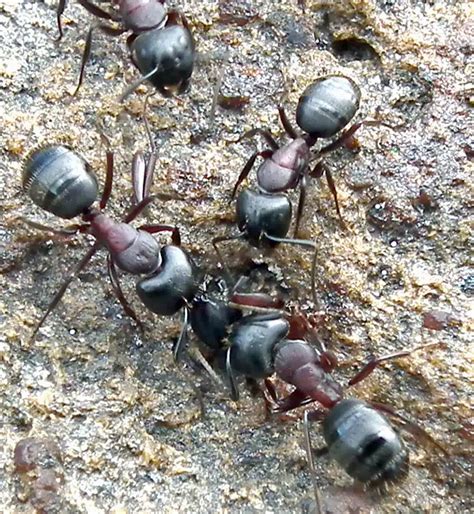 19 Black and Red Ants (Pictures and Identification Guide)