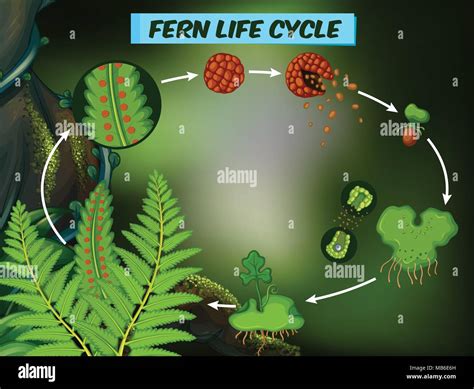 Diagram Showing Fern Life Cycle Illustration Stock Vector Image And Art