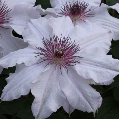 Clematis Snow Queen - Clematis Westphal