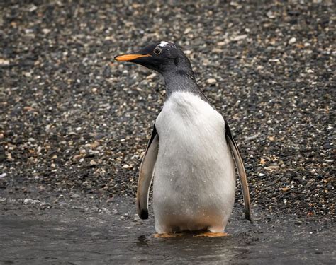 Gentoo Penguin | Penguins, Gentoo penguin, Penguin species