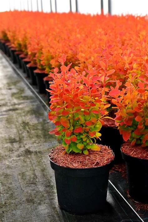 Berberis thunbergii 'Orange Ice' PBR - C2, 30-40 - Platforma B2B WAŻYŃSCY