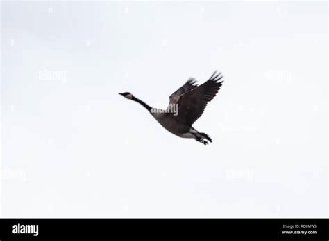 Strong Ducks Hi Res Stock Photography And Images Alamy