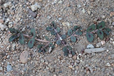Spurge Weed Identification How To Kill Spurge In Your Lawn