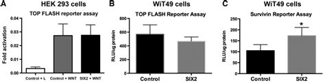 Six2 Effects On Canonical Wnt Reporter Assay Activation A Topflash Download Scientific