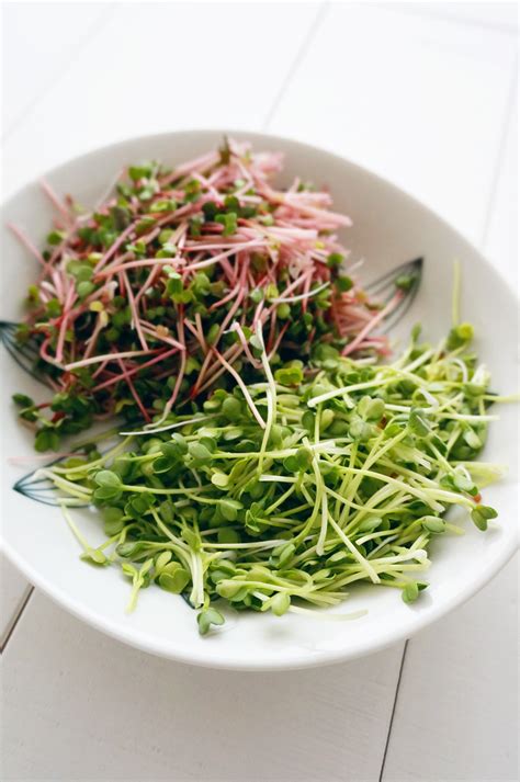 Free Images : dish, food, salad, spring, herb, produce, vegetable