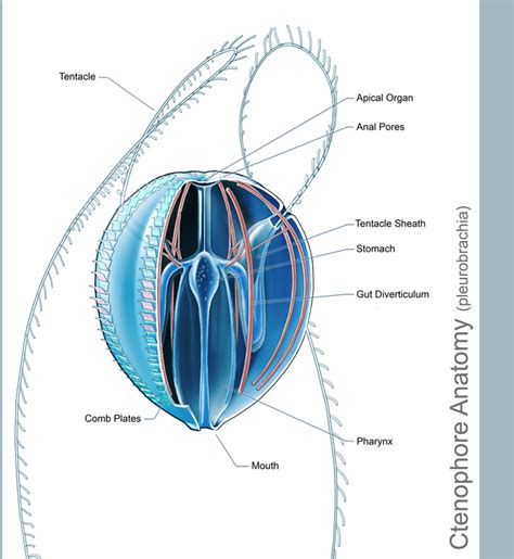 Ctenophore Anatomy By Abiogenisis On Deviantart
