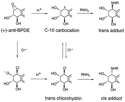 Benzo A Pyrene Diol Epoxide Dna Cis Adduct Formation Through A Trans