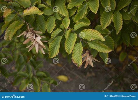 Arbre De Carpinus Betulus Image Stock Image Du Flore 111266095