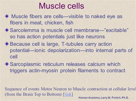 Human Anatomy Larry M Frolich Ph D Muscle Tissue And Function