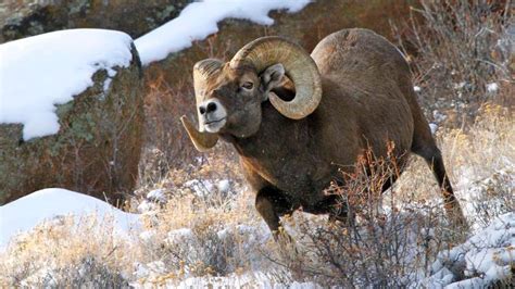 Wildlife Watching A Guide To Viewing Some Of Colorados Majestic Animals