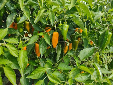 Mango Slice Hot Pepper Datil Annuum Certified Organic Seeds Peppers Hot SeedWise