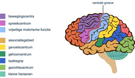 Hoe Werken De Hersenen Biologie Uitleg En Oefeningen