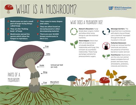Future Health Studies Will Explore What Do Mushrooms Do For Your Body - RYZE Superfoods
