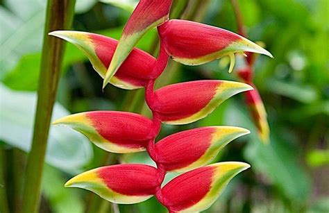 Heliconia rostrata o pico de tucán Tips y Cuidados