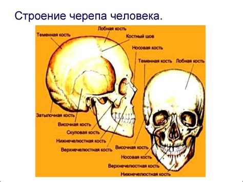 Строение и пластика черепа - презентация онлайн
