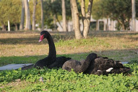 Black Swan Nature - Free photo on Pixabay - Pixabay