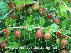 Защита урожая от птиц