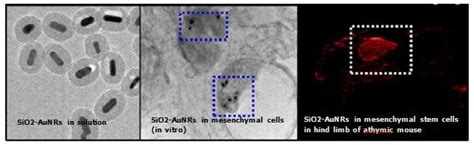 Silica Coated Gold Nanoparticles Properties Apps