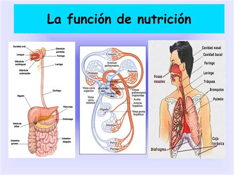 Dibujo De La Funcion De Nutricion Dinami