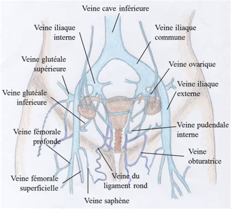 Syndrome De Congestion Pelvienne Natur Au Claire Naturopathie