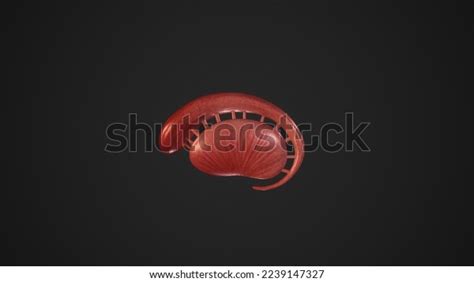 anatomical illustration corpus striatumd rendering stock illustration