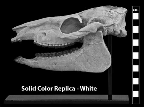 Mesohippus Sp Skull Black Hills Institute
