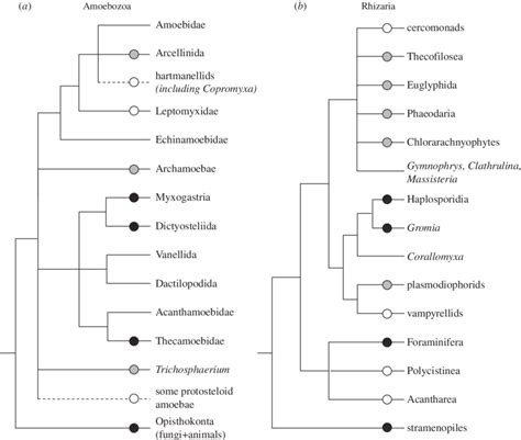 Distribution And Types Of Evidence For Sex In The Main Lineages Of The