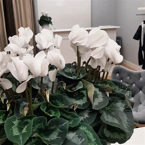 Butik Ohara | Warsaw