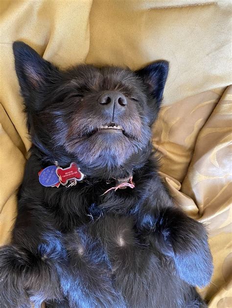 Schipperke Chihuahua Mix