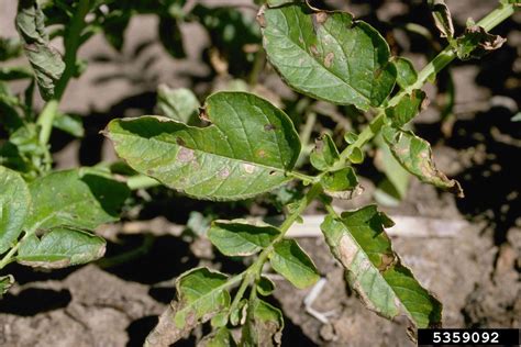 Potato blight - trekserre