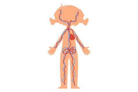 Blood Circulation System in Kid Body. Ed Graphic by ladadikart ...