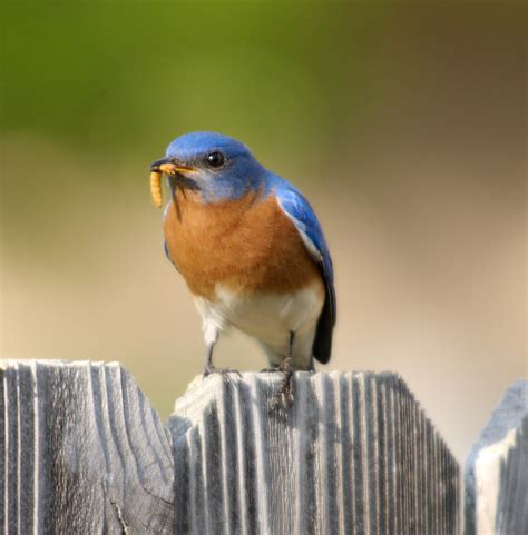 What To Feed Bluebirds In The Winter Bluebird Landlord