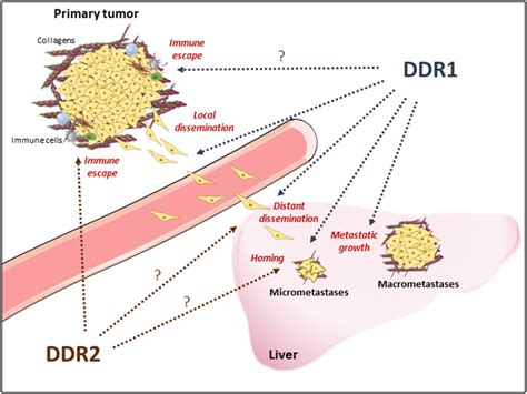 Proposed Ddr1 And Ddr2 Functions During Metastasis Development Of