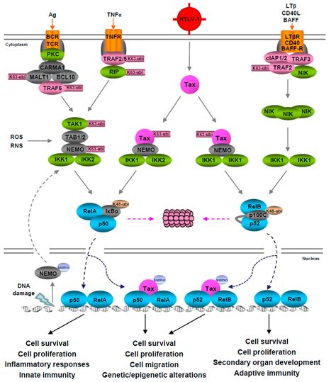 Viruses Free Full Text Human T Cell Lymphotropic Virus A Model Of