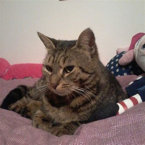 Pin by Sofia Torkmani on gatti | Animals, Cats