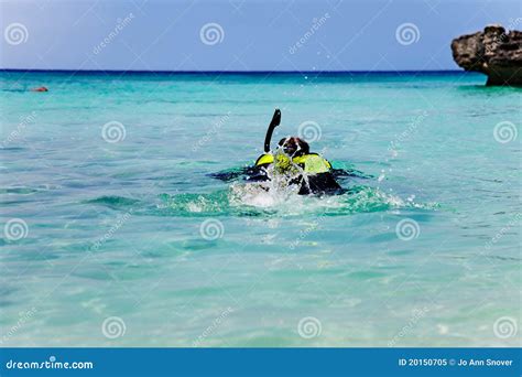 Snorkeling in Smith Cove stock image. Image of blue, equipment - 20150705