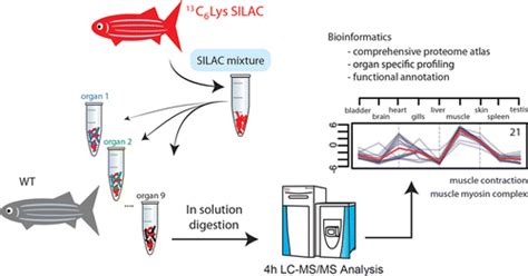 News In Proteomics Research Silac Label A Whole Fish Cause Why Not