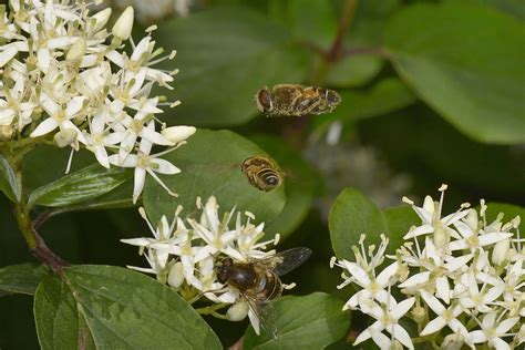 Corteggiamento Di Syrphidae Sincronizzato Natura Mediterraneo