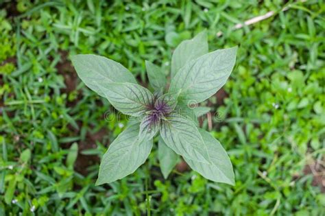 Thai Basil Plant Or Ocimum Basilicum Stock Image Image Of Freshness