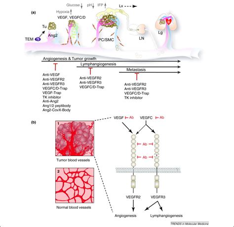 Vegf And Angiopoietin Signaling In Tumor Angiogenesis And Metastasis