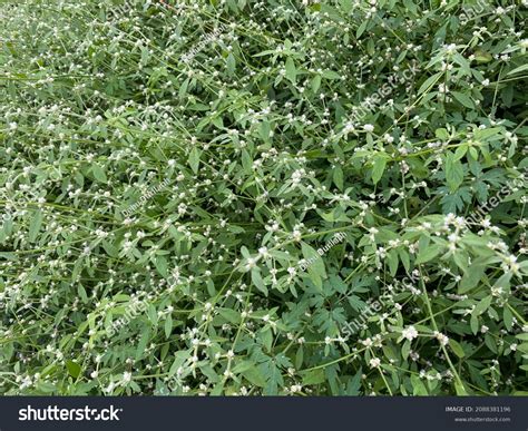 Alternanthera Sessilis Aquatic Plant Known By Stock Photo 2088381196 ...