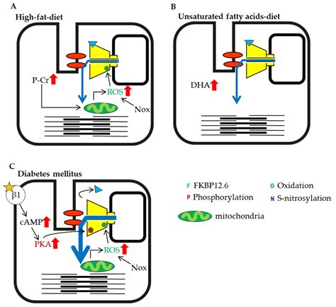 IJMS Free Full Text The Ryanodine Receptor As A Sensor For