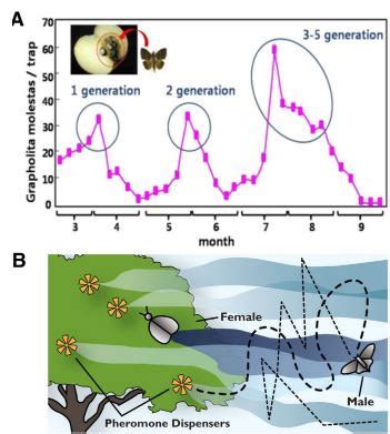 Controlled Release Of Sex Pheromone From Ester Wax Polymer Bag Dispenser For Prevention Of