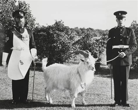 A Regimental Goat Mascot Of The Royal Welsh Fusiliers With His Goat