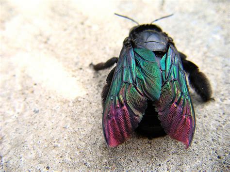 64 Macrophotography Microphotography Of Flying Insects Or Bugs