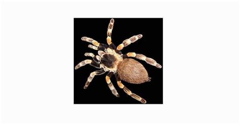 Arthropoda Pengertian Ciri Struktur Tubuh Klasifikasi Cekrisna