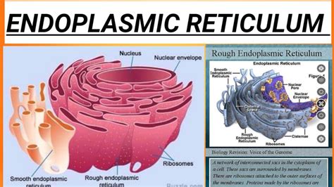 Endoplasmic Reticulum Class In Urdu Hindi Structure Function Of