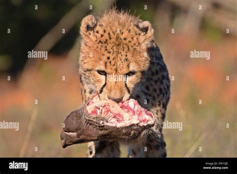 Cheetah Carrying Banque De Photographies Et Dimages à Haute Résolution