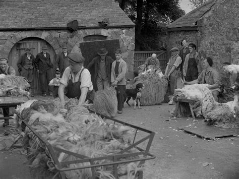 Sheep Shearing Art Uk