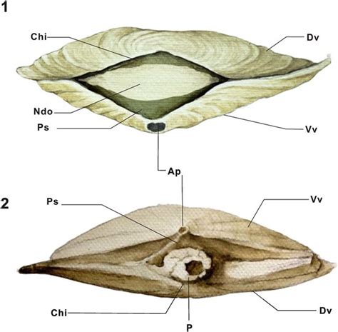 The Cambrian Evolution Of Brachiopods And Initiation Of Constructing